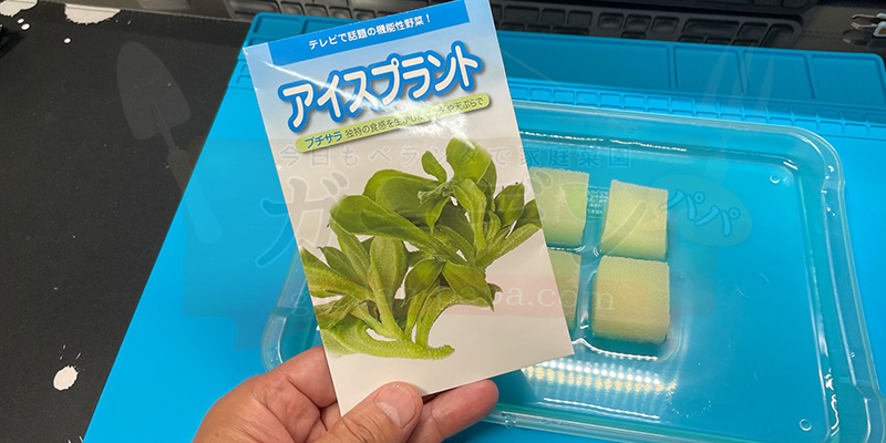 アイスプラントの育て方。土を使わない水耕栽培とプランターでの育て方 アイスプラントの種が入ったパッケージの様子