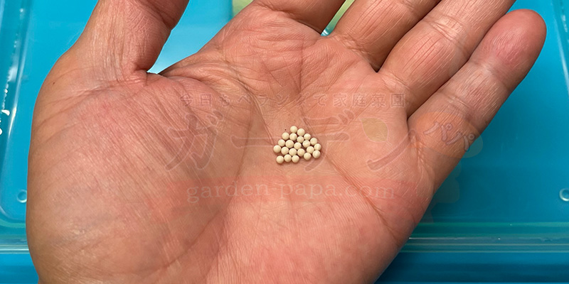 アイスプラントの育て方。土を使わない水耕栽培とプランターでの育て方 アイスプラントの種を手の平に載せた状態