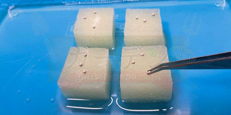 アイスプラントの育て方。土を使わない水耕栽培とプランターでの育て方 アイスプラントの種をスポンジに載せている様子