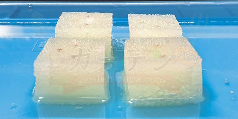アイスプラントの育て方。土を使わない水耕栽培とプランターでの育て方 アイスプラントの種をまいたスポンジの状態