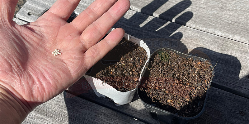 アイスプラントの育て方。土を使わない水耕栽培とプランターでの育て方 アイスプラントの種をポットに撒こうとしている様子