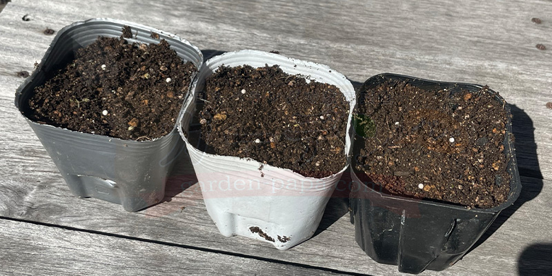 アイスプラントの育て方。土を使わない水耕栽培とプランターでの育て方 アイスプラントの種をまいて軽く土をかぶせた様子