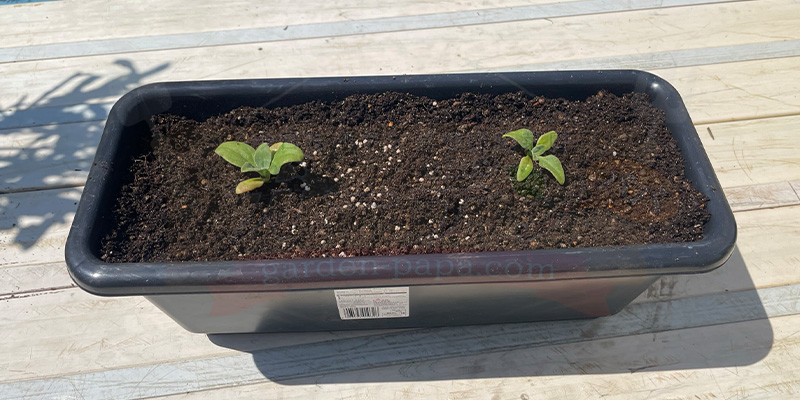 アイスプラントの育て方。土を使わない水耕栽培とプランターでの育て方 アイスプラントの苗をプランターに定植した様子