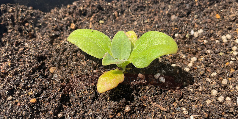 アイスプラントの育て方。土を使わない水耕栽培とプランターでの育て方 アイスプラントの葉が黄色がかっている様子