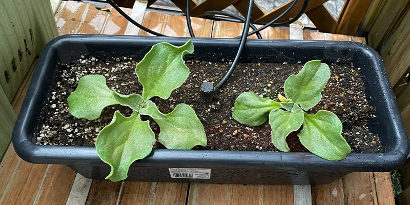 アイスプラントの育て方。土を使わない水耕栽培とプランターでの育て方 アイスプラントの苗が大きくなってきた様子