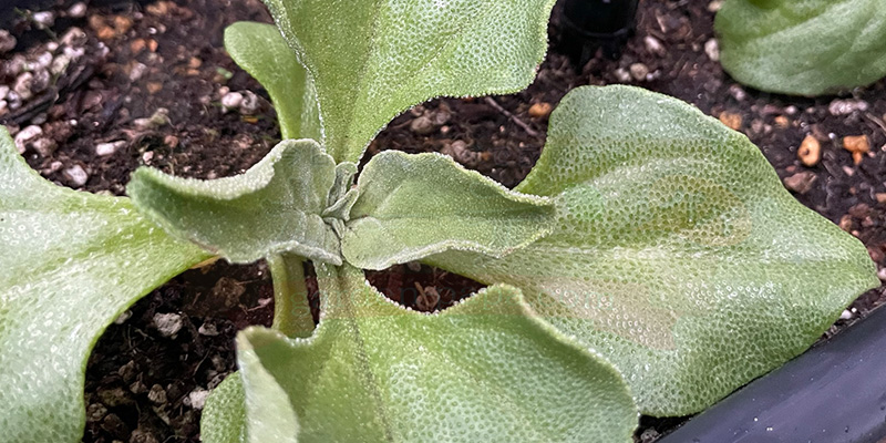 アイスプラントの育て方。土を使わない水耕栽培とプランターでの育て方 アイスプラントの葉のアップ写真