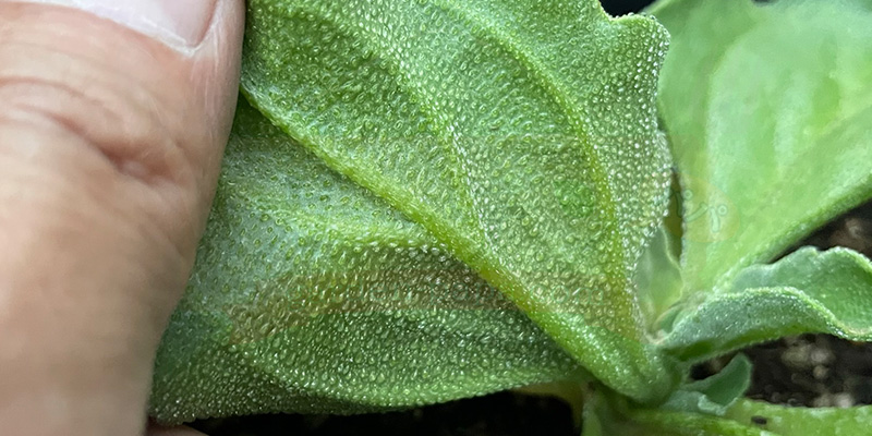 アイスプラントの育て方。土を使わない水耕栽培とプランターでの育て方 アイスプラントの葉の裏側の写真