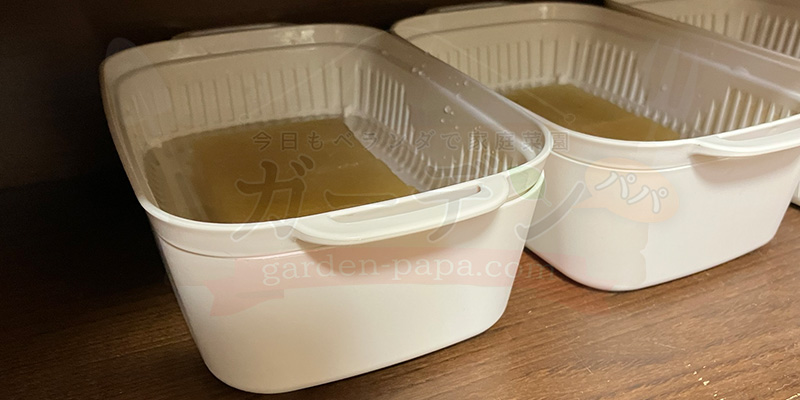 アイスプラントの育て方。土を使わない水耕栽培とプランターでの育て方 アイスプラントの種をまいた水耕栽培の容器を暗い場所に保管している様子