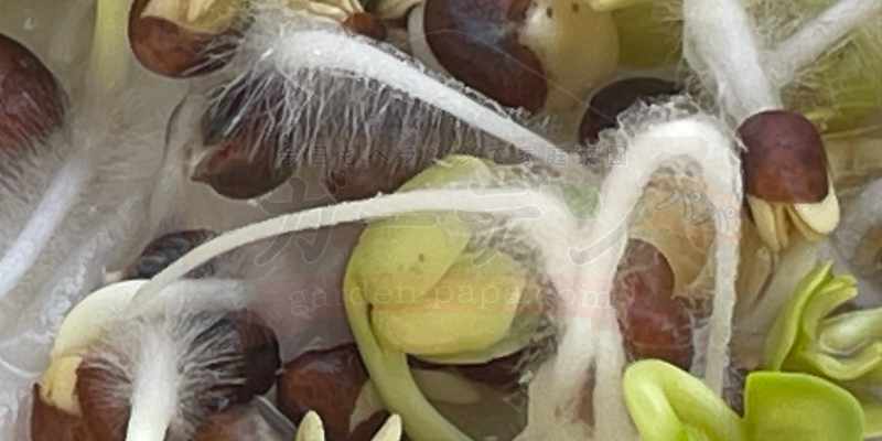 かいわれ大根のカビと根毛を見分ける方法