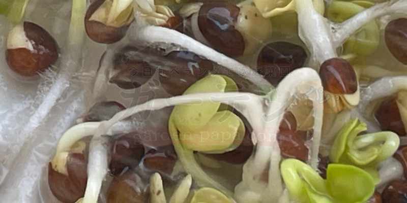 霧吹きで水を吹きかけて消えたかいわれ大根の根毛