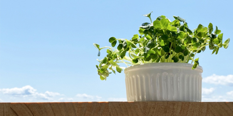 かいわれ大根の育て方|根元の白いふわふわ(カビ)の見分け方と2回目の収穫 青空の下で十分に光を浴びているかいわれ大根の様子