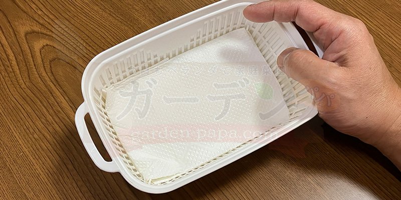 かいわれ大根の育て方|根元の白いふわふわ(カビ)の見分け方と2回目の収穫 水耕栽培容器の底に折ったキッチンペーパー2枚を敷き詰めている様子