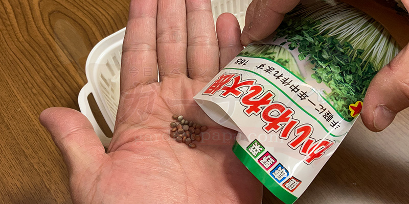 かいわれ大根の育て方|根元の白いふわふわ(カビ)の見分け方と2回目の収穫 かいわれ大根の種を袋から出して手のひらに載せている様子