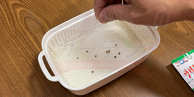 かいわれ大根の育て方|根元の白いふわふわ(カビ)の見分け方と2回目の収穫 かいわれ大根の種をキッチンペーパーの上にまいている様子