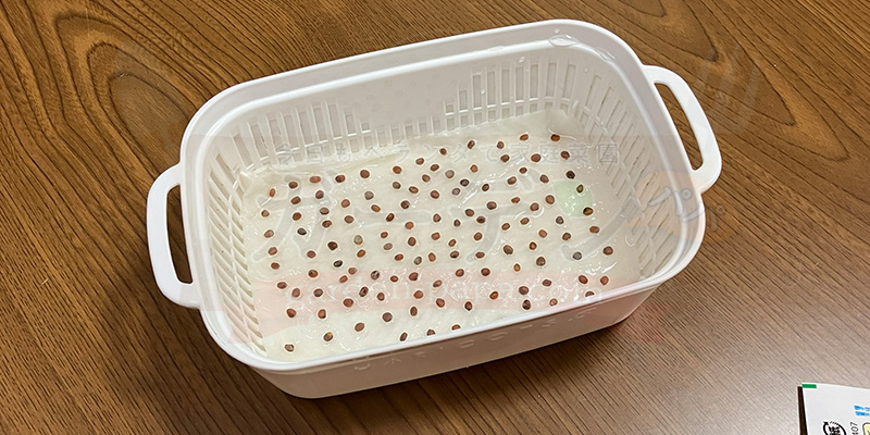 かいわれ大根の育て方|根元の白いふわふわ(カビ)の見分け方と2回目の収穫 かいわれ大根の種まきが終わった状態