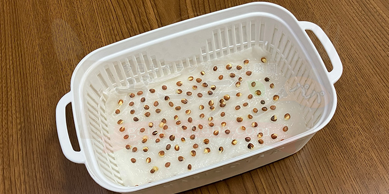 かいわれ大根の育て方|根元の白いふわふわ(カビ)の見分け方と2回目の収穫 かいわれ大根の種をまいた翌日の様子