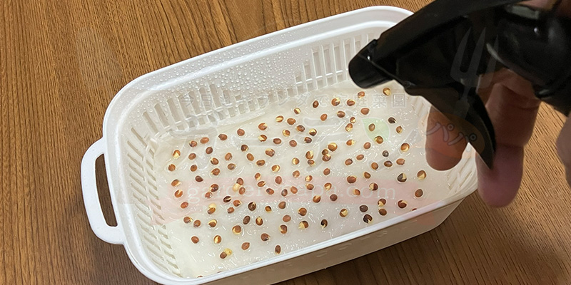 かいわれ大根の育て方|根元の白いふわふわ(カビ)の見分け方と2回目の収穫 種が乾かないように霧吹きで水をかけている様子