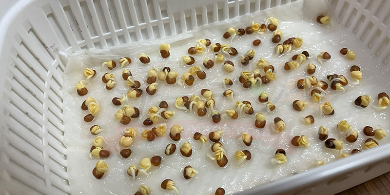 かいわれ大根の育て方|根元の白いふわふわ(カビ)の見分け方と2回目の収穫 種をまいてから2日目の様子