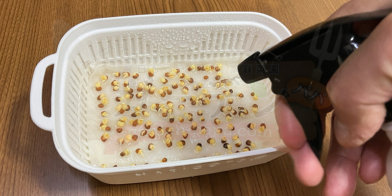 かいわれ大根の育て方|根元の白いふわふわ(カビ)の見分け方と2回目の収穫 2日目も霧吹きで水をかけている様子。