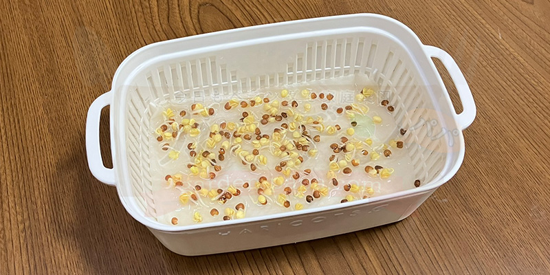 かいわれ大根の育て方|根元の白いふわふわ(カビ)の見分け方と2回目の収穫 種をまいてから3日目の様子