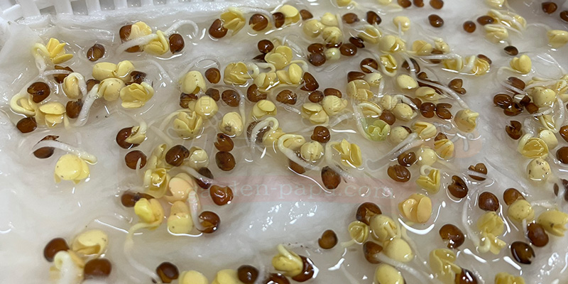 かいわれ大根の育て方|根元の白いふわふわ(カビ)の見分け方と2回目の収穫 3日目の芽の様子をアップにした写真