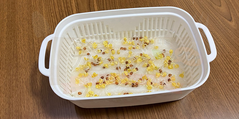 かいわれ大根の育て方|根元の白いふわふわ(カビ)の見分け方と2回目の収穫 種をまいて4日目のかいわれ大根の様子