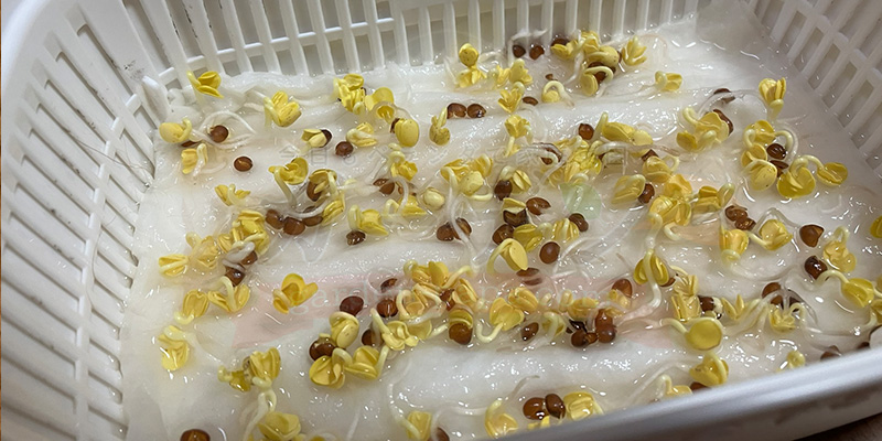 かいわれ大根の育て方|根元の白いふわふわ(カビ)の見分け方と2回目の収穫 4日目の様子をアップにした写真