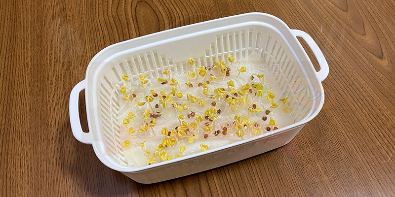 かいわれ大根の育て方|根元の白いふわふわ(カビ)の見分け方と2回目の収穫 種をまいてから5日目のかいわれ大根の様子