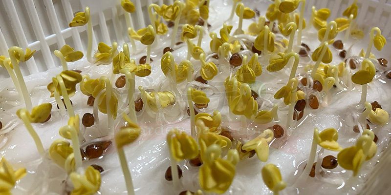 かいわれ大根の育て方|根元の白いふわふわ(カビ)の見分け方と2回目の収穫 5日目の様子をアップにした写真