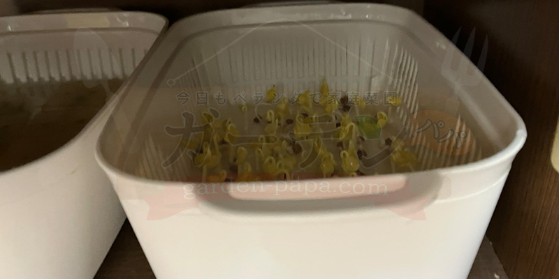 かいわれ大根の育て方|根元の白いふわふわ(カビ)の見分け方と2回目の収穫 5日目も暗い場所で保管している様子