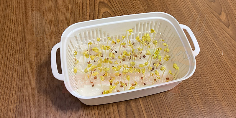 かいわれ大根の育て方|根元の白いふわふわ(カビ)の見分け方と2回目の収穫 種をまいてから6日目のかいわれ大根の様子