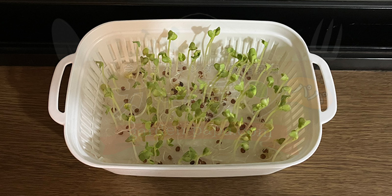 かいわれ大根の育て方|根元の白いふわふわ(カビ)の見分け方と2回目の収穫 窓際へ移動させて半日後の様子