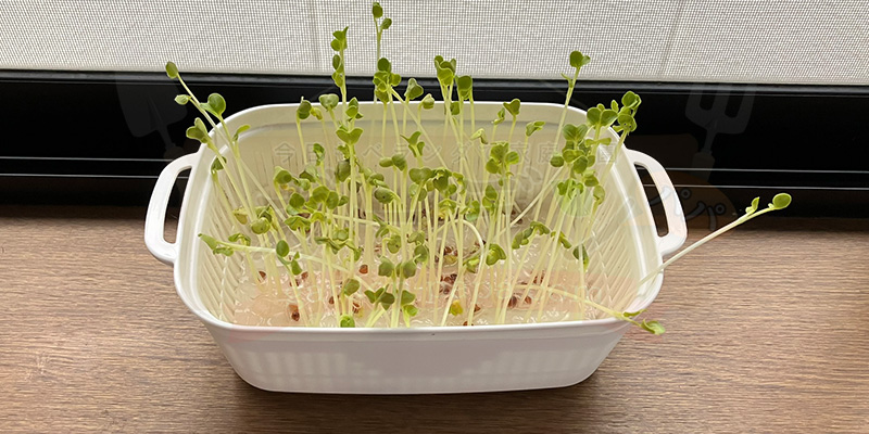 かいわれ大根の育て方|根元の白いふわふわ(カビ)の見分け方と2回目の収穫 種をまいてから8日目のかいわれ大根の様子