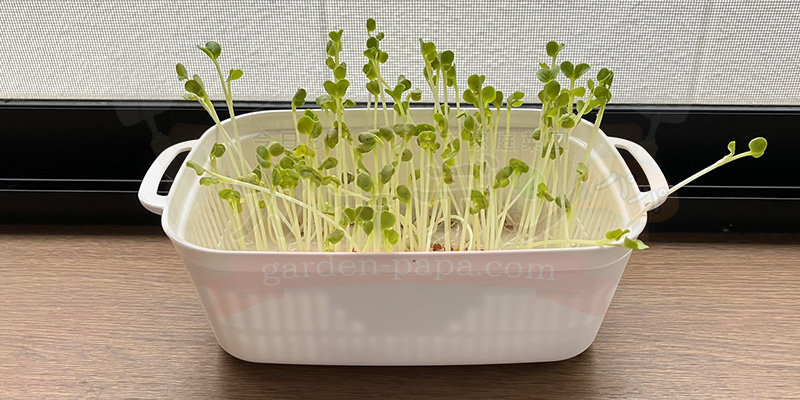 かいわれ大根の育て方|根元の白いふわふわ(カビ)の見分け方と2回目の収穫 種をまいてから9日目のかいわれ大根の様子