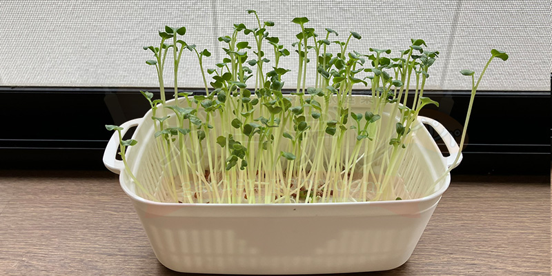 かいわれ大根の育て方|根元の白いふわふわ(カビ)の見分け方と2回目の収穫 種をまいてから11日目のかいわれ大根の様子