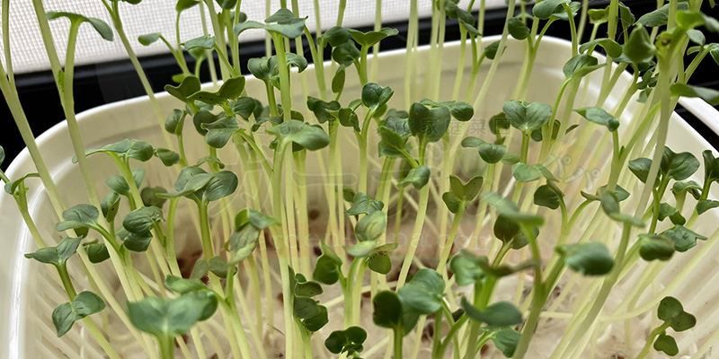 かいわれ大根の育て方|根元の白いふわふわ(カビ)の見分け方と2回目の収穫 11日目の様子のアップ写真