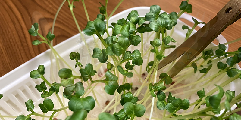 かいわれ大根の育て方|根元の白いふわふわ(カビ)の見分け方と2回目の収穫 かいわれ大根を根元からハサミで切って収穫している様子