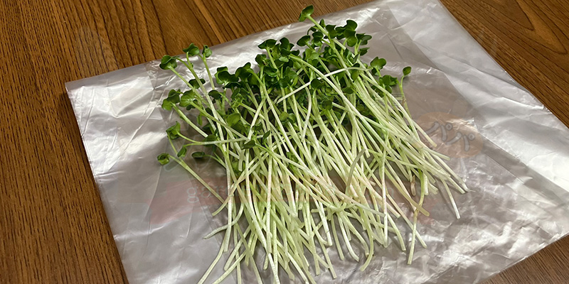 かいわれ大根の育て方|根元の白いふわふわ(カビ)の見分け方と2回目の収穫 収穫したかいわれ大根を袋の上に並べている様子