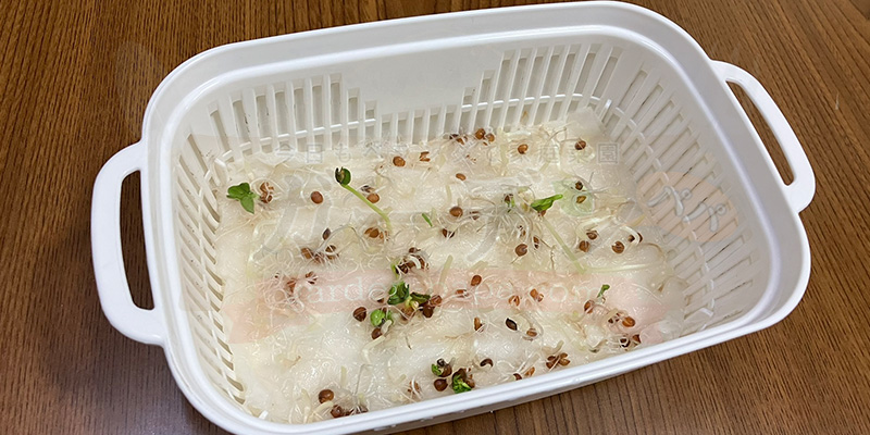 かいわれ大根の育て方|根元の白いふわふわ(カビ)の見分け方と2回目の収穫 かいわれ大根を収穫して寂しくなった水耕栽培の容器の様子