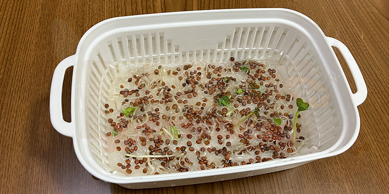 かいわれ大根の育て方|根元の白いふわふわ(カビ)の見分け方と2回目の収穫 2回目の種まきの様子