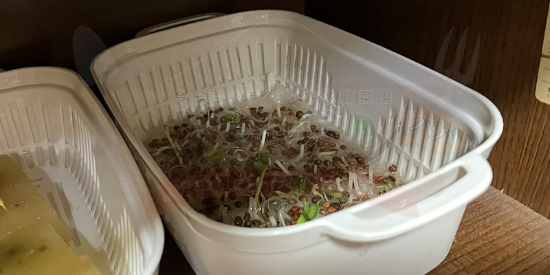 かいわれ大根の育て方|根元の白いふわふわ(カビ)の見分け方と2回目の収穫 種をまいたので暗い場所で保管している様子