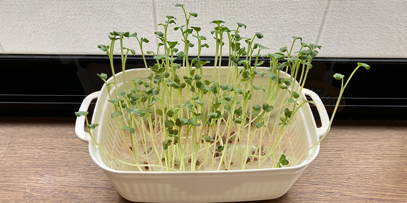 かいわれ大根の育て方|根元の白いふわふわ(カビ)の見分け方と2回目の収穫 種をまいてから10日目のかいわれ大根の様子