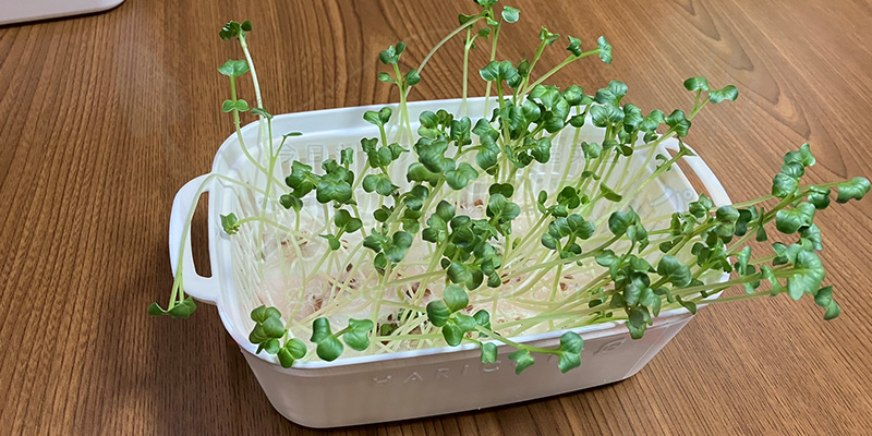 かいわれ大根の育て方|根元の白いふわふわ(カビ)の見分け方と2回目の収穫 種をまいてから12日目のかいわれ大根の様子