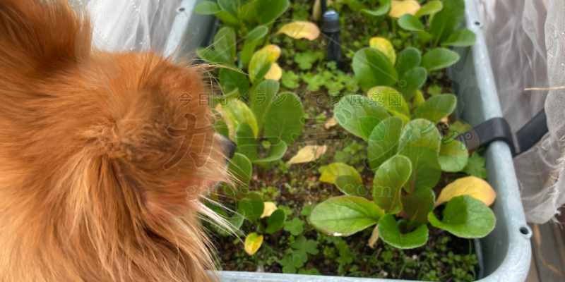 黄色くなった小松菜の葉を撮影していると様子を見に来た我が家の愛犬