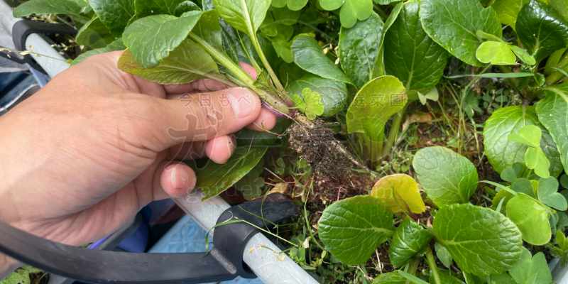 間引きで引っこ抜いた小松菜の写真