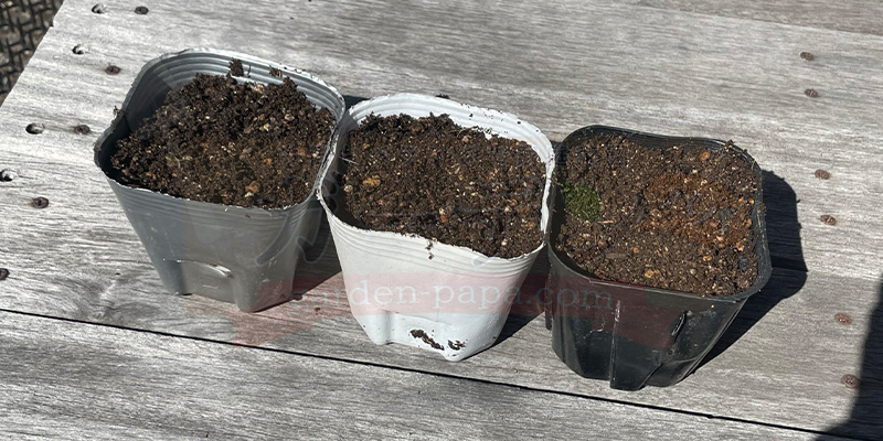 【初心者向け】玉ねぎ栽培日記|発芽後に玉が大きくならなかった原因 玉ねぎの種をポットにまいたところ