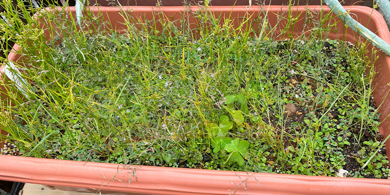 【初心者向け】玉ねぎ栽培日記|発芽後に玉が大きくならなかった原因 玉ねぎを種をまいて数日後。苗と雑草の区別がつかない位に雑草が生えている