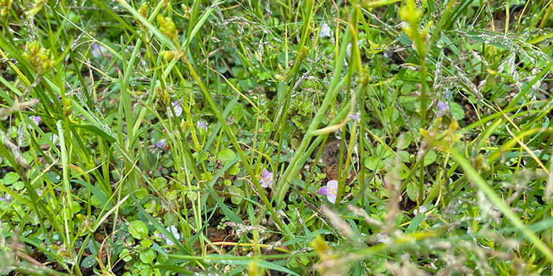 【初心者向け】玉ねぎ栽培日記|発芽後に玉が大きくならなかった原因 たくさんの雑草にまにって玉ねぎの苗が生えてきている