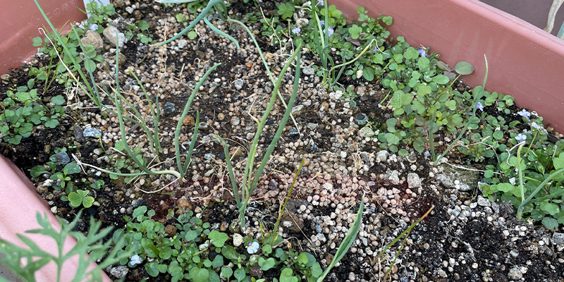 【初心者向け】玉ねぎ栽培日記|発芽後に玉が大きくならなかった原因 雑草を抜いて周りがスッキリとしたタマネギの苗たち