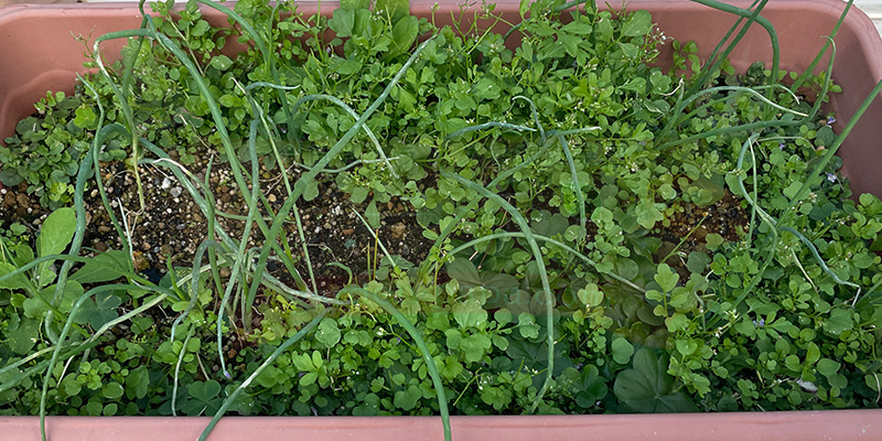 【初心者向け】玉ねぎ栽培日記|発芽後に玉が大きくならなかった原因 玉ねぎの苗も大きくなり、再び雑草が生い茂ってきたプランター